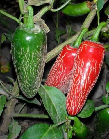 Pimenta jalapeno