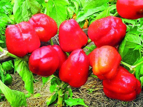 Variedad shorokshary