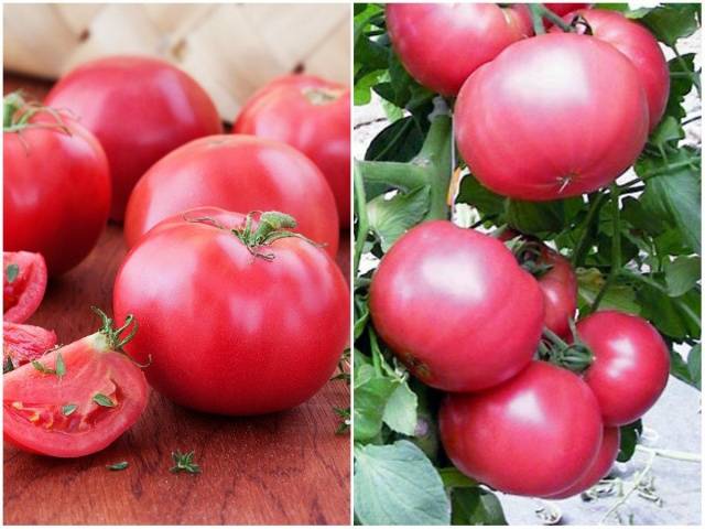 Gebündelte Tomaten für Gewächshäuser