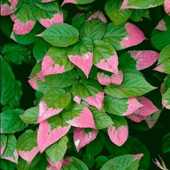 Actinidia
