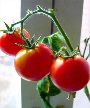 mariquita