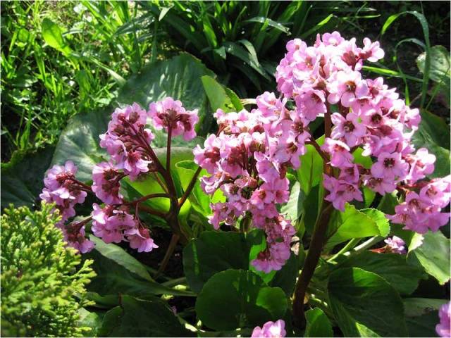 Badan thick-leaved