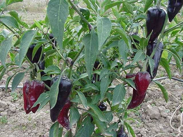 Jalapeño morado
