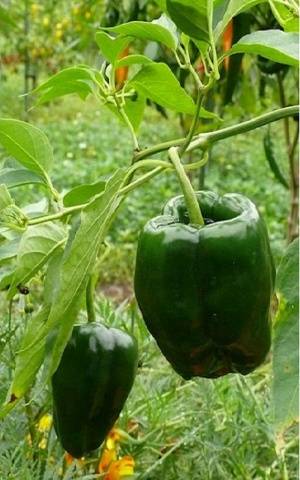 Serrano variety
