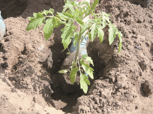 Cuidado de mudas de tomate