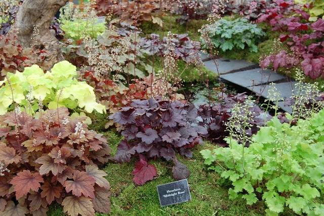 Heuchera