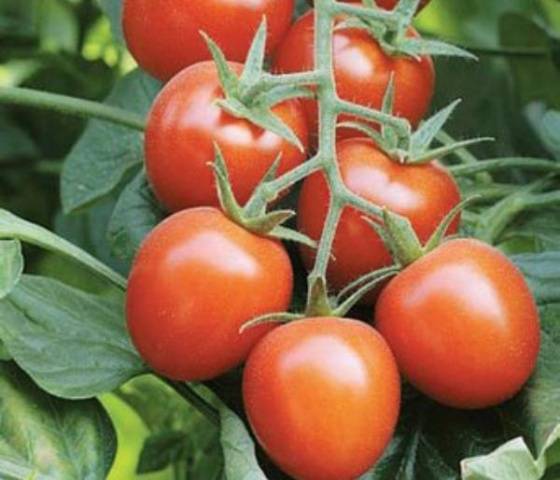 Cereza Blosem F1