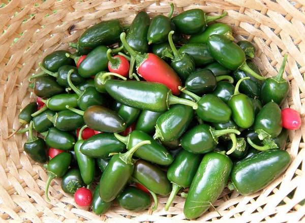 Pimenta jalapeno