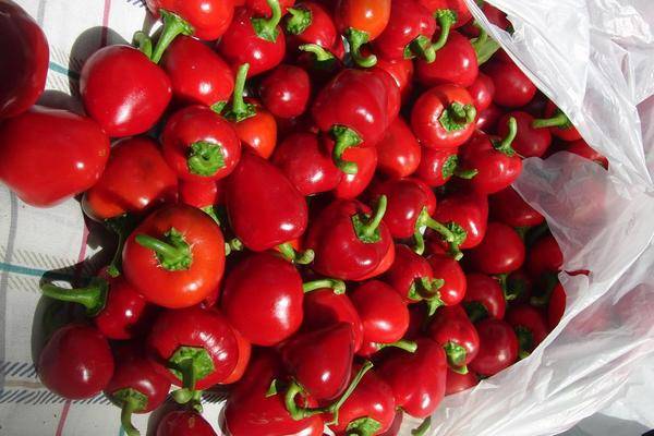 Trinidad Small Cherry