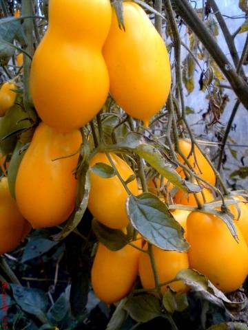 Carámbano amarillo