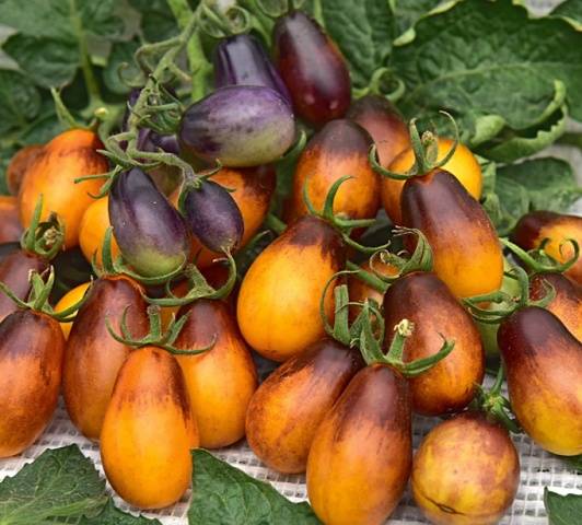 Plum drop F1
