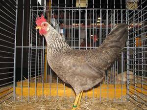 Kuckuck Rebhuhn Leghorn