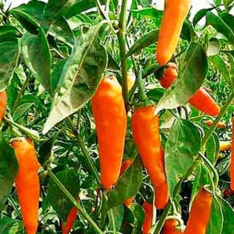 Naranja jalapeño