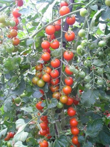 Cereza Blosem F1