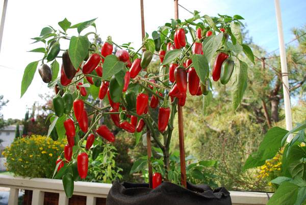 Jalapeño temprano