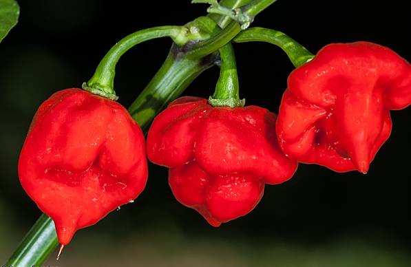 Trinidad Scorpion Moruga Blend