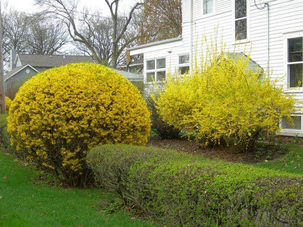 Forsythia