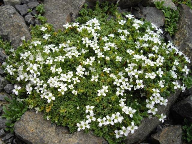 Arenaria crimson