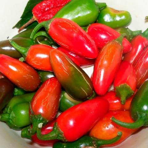 TAM Jalapeño suave