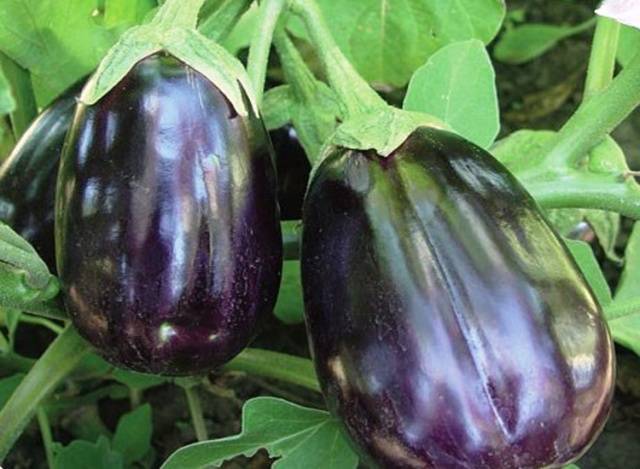 Schwarze Schönheit