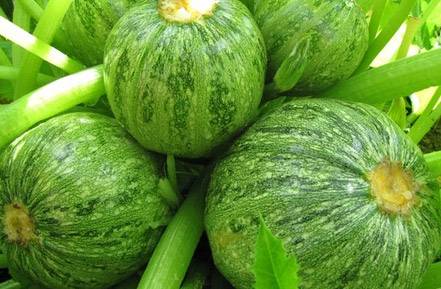 Zucchiniball