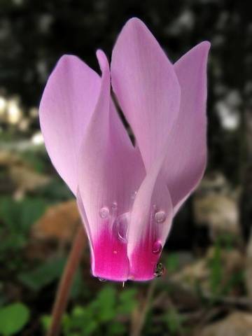 Garden cyclamen (Neapolitan)