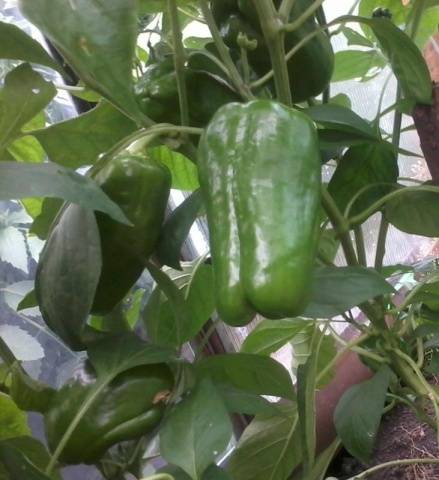 Pimientos indeterminados