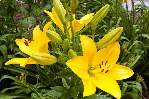 Lily Nashville