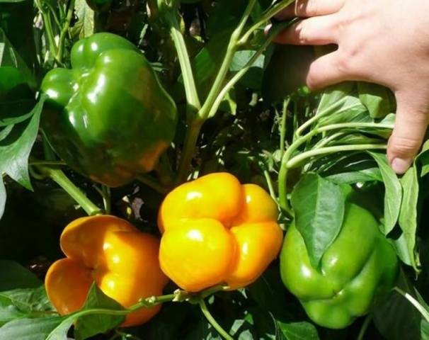 Raná tlustá paprika pro moskevský region