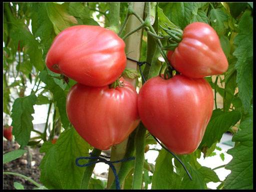 Tomate Fatima