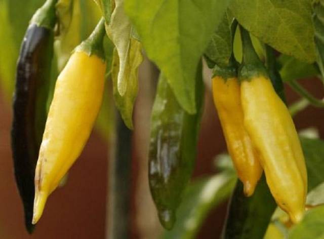 Amarillo húngaro
