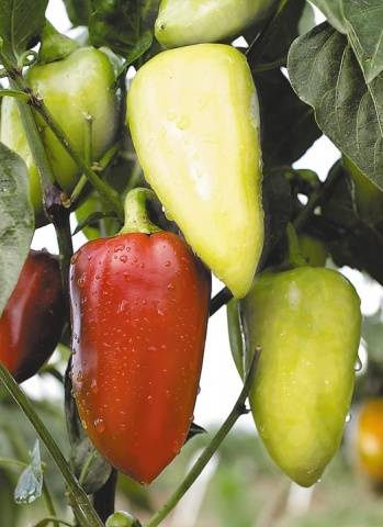 Variedad Belozerka