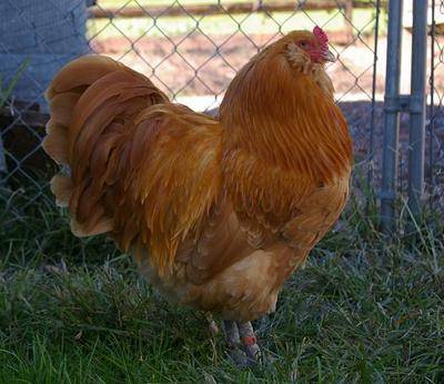 Csirkék Ameraucana