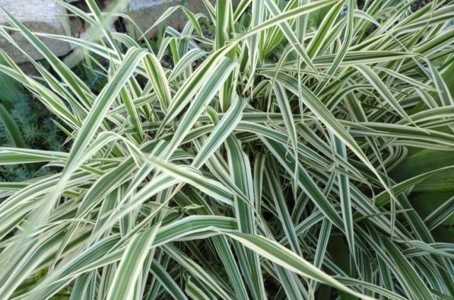 Farigola