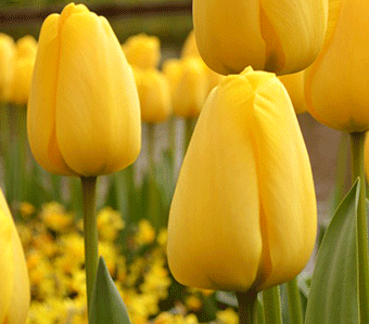 Tulip Golden Apeldoorn