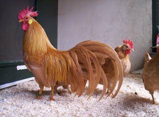 Livorno Huhn