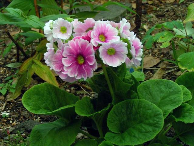Primavera