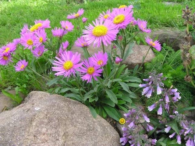 Aster alpí