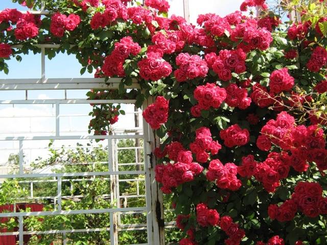 Roses enfiladisses de flors grans