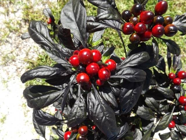Pérola Negra
