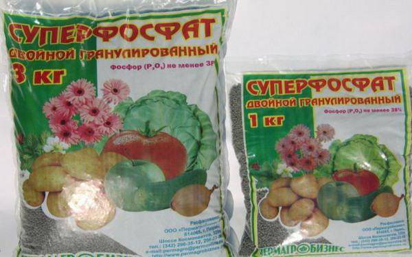 Cómo alimentar y fertilizar las plántulas de tomate.