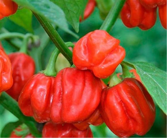 Habanero variety