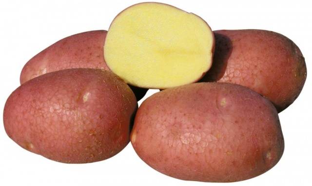 Bellarosa