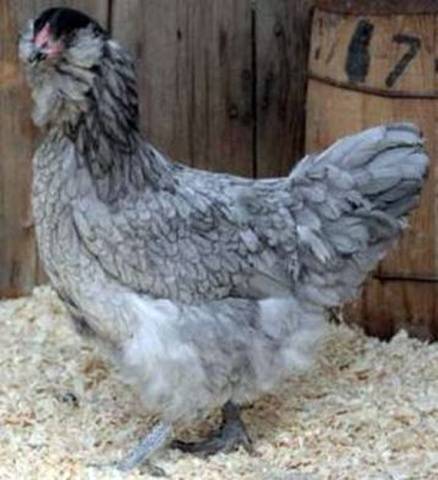 Csirkék Ameraucana