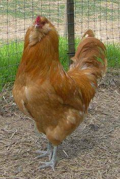 Csirkék Ameraucana