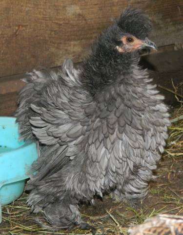 Raza de pollos Cochinquin