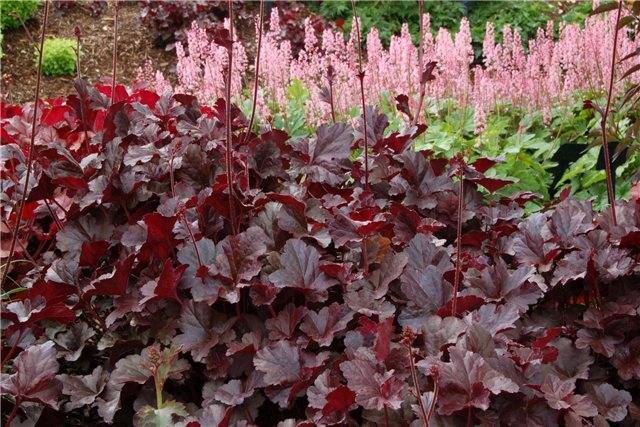 Heuchera