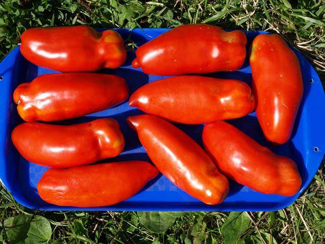 Pepper-shaped