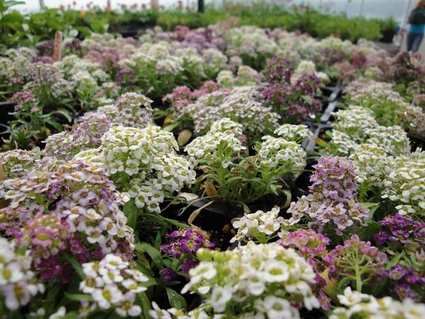 Alyssum Marine