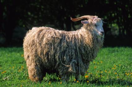 Cabras de angora